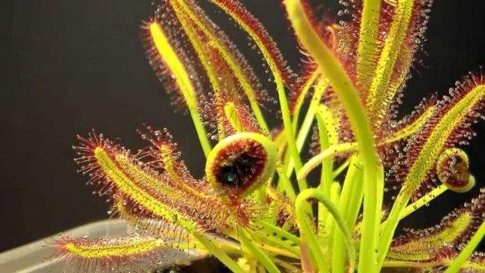 drosera drosera