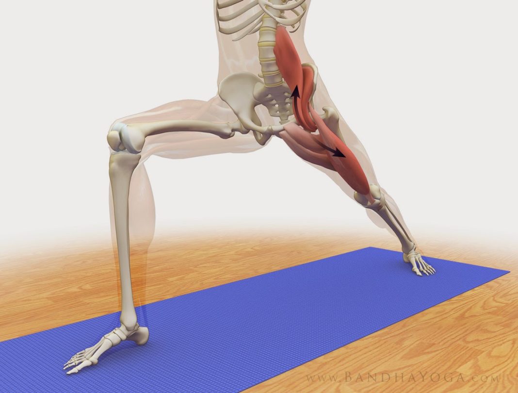 ileo psoas muscolo