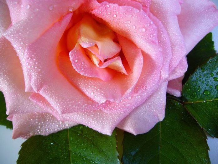 acqua di rosa