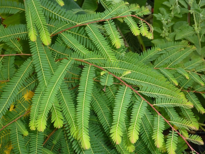 amla amla