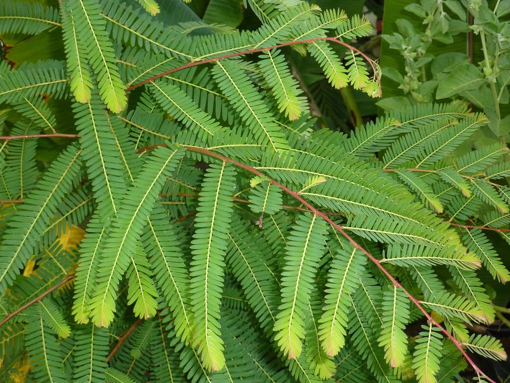 amla