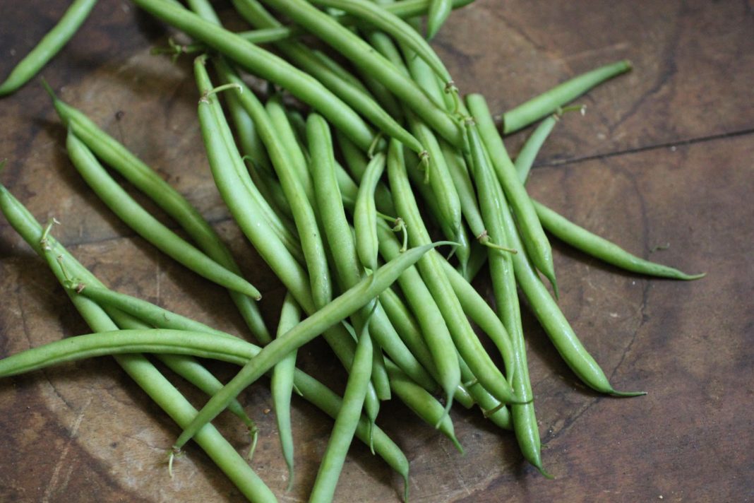fagiolini