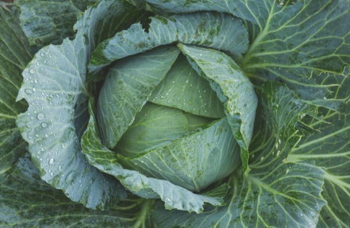 kale