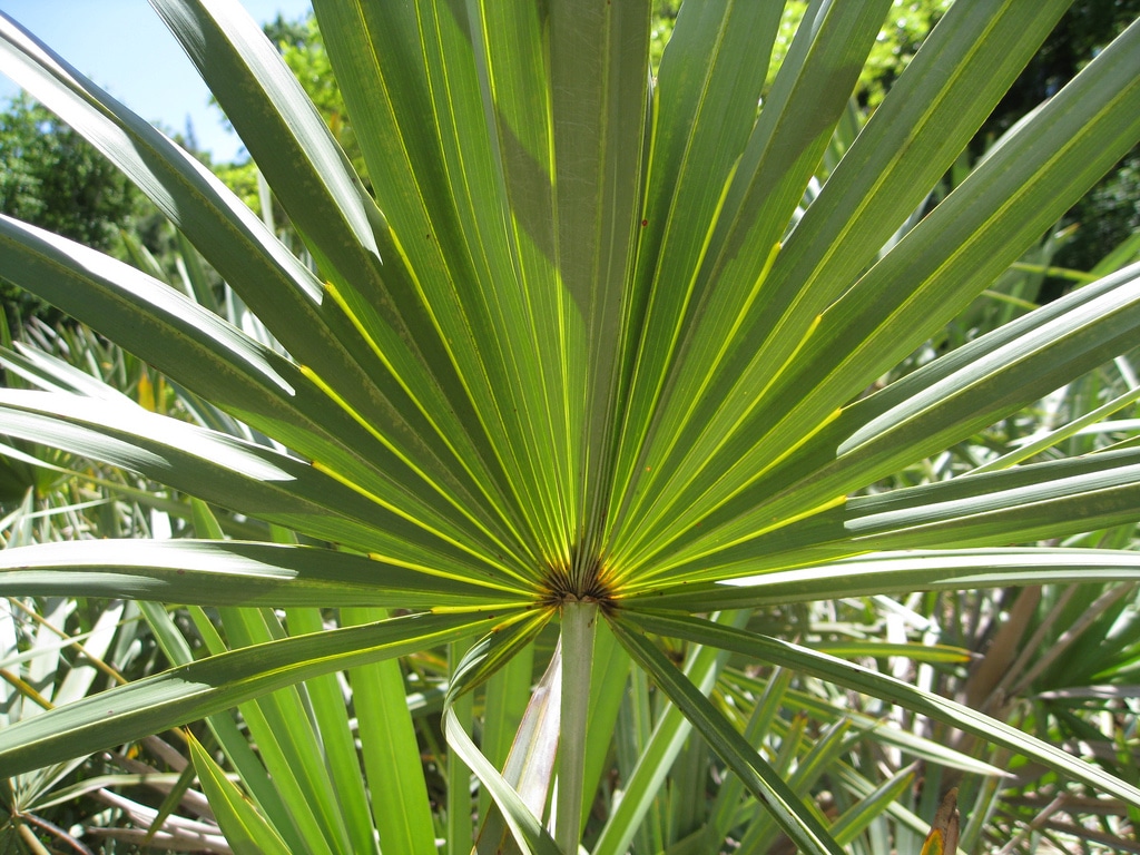 serenoa repens