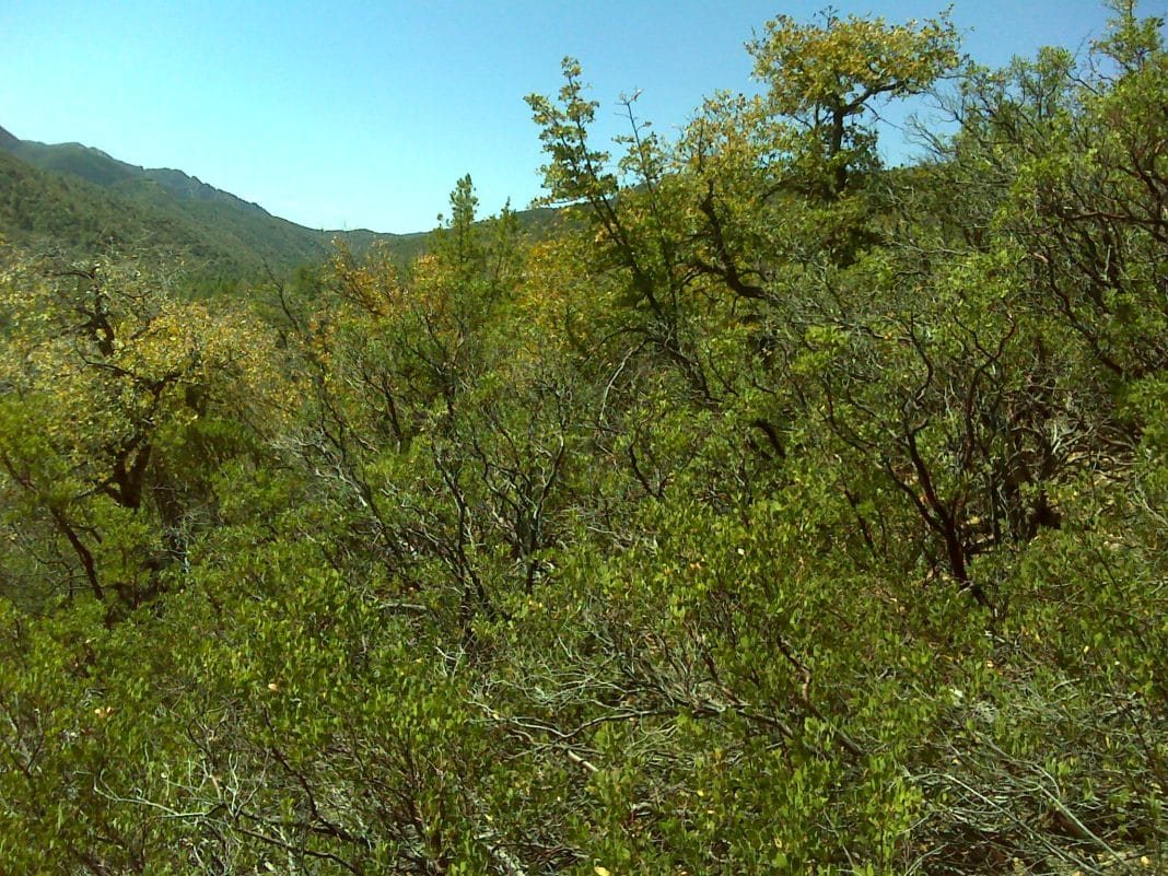 chaparral