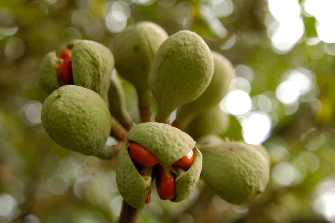 olio di baobab
