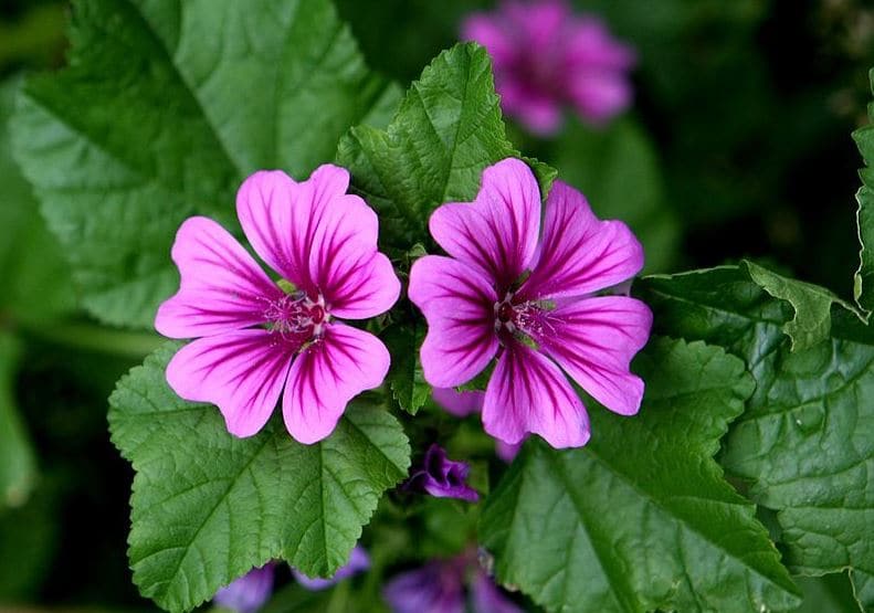 malva