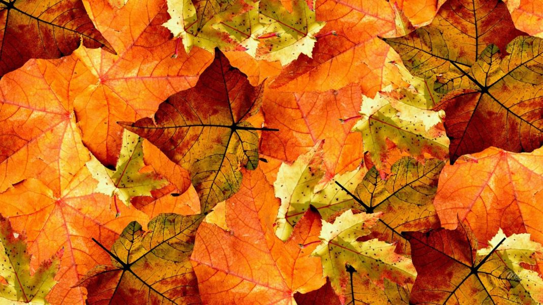 foglie-cadute-autunno-riutilizzare