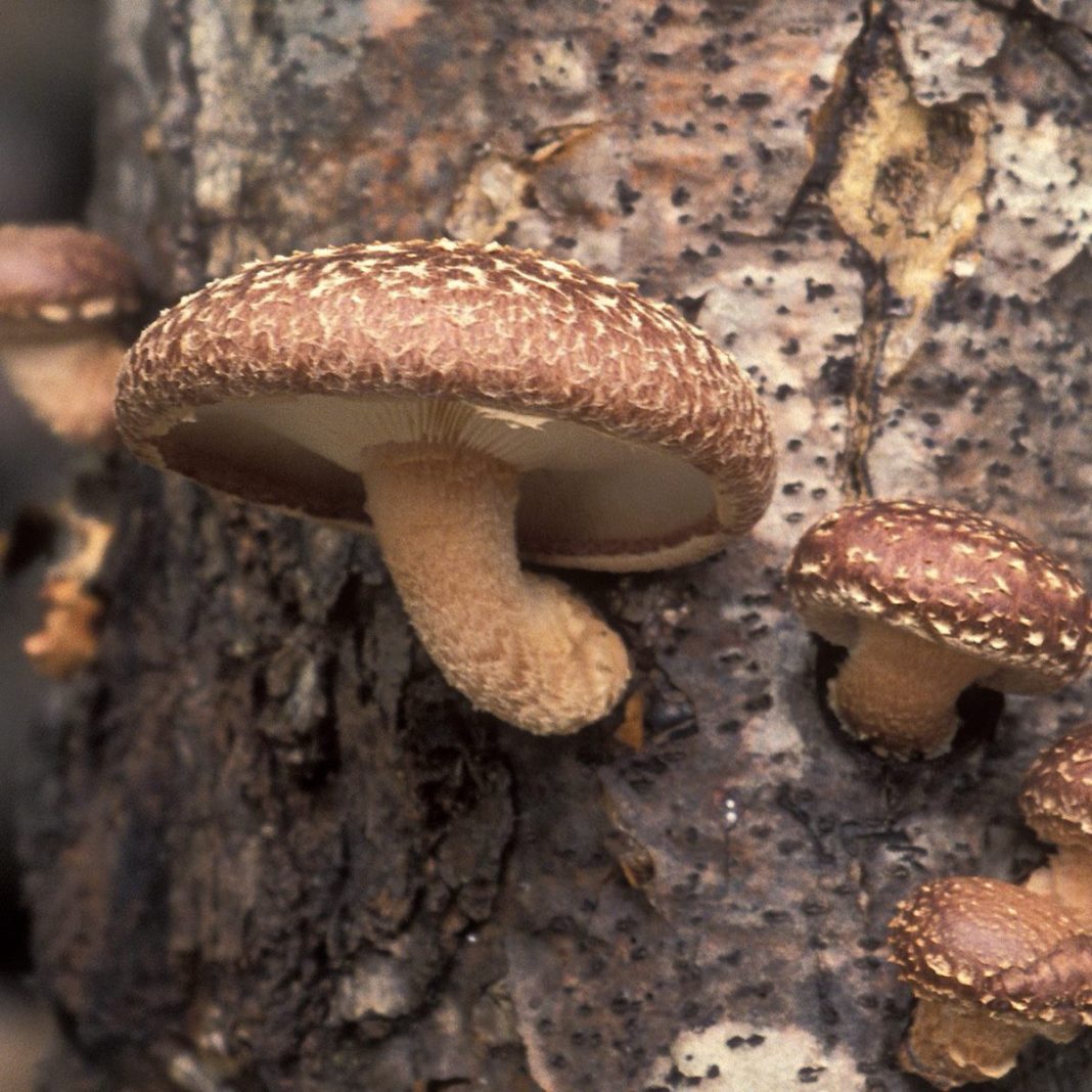 funghi-micoterapia-diabete