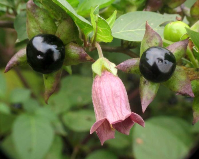 belladonna-pianta-omeopatia belladonna-pianta-omeopatia