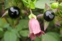 belladonna-pianta-omeopatia