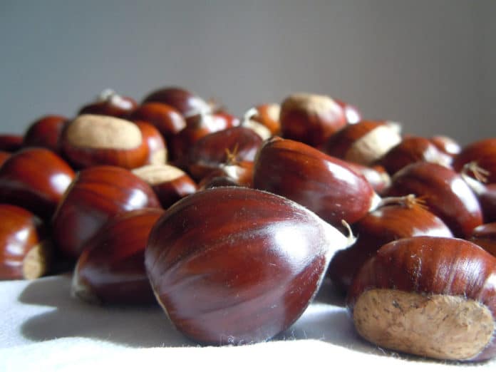 castagne-ricette