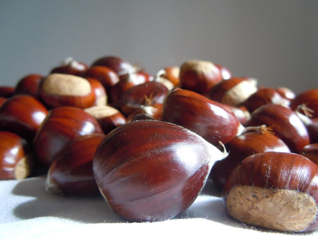 Chestnut X Lite Купить
