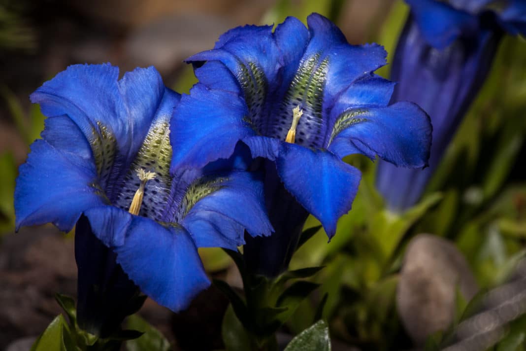 genziana-benefici-digestione