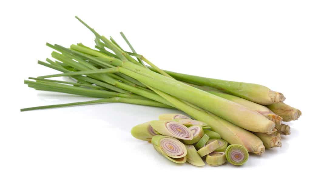 lemongrass citronella usi benefici