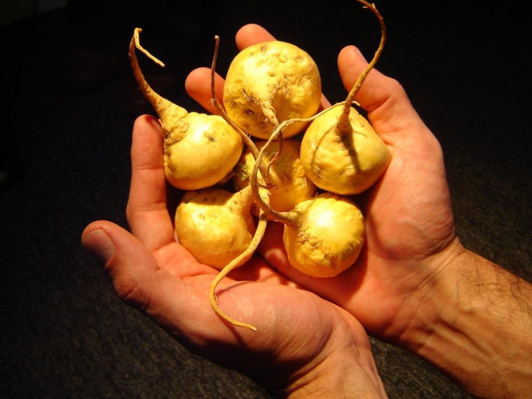 maca-peruviana-benefici