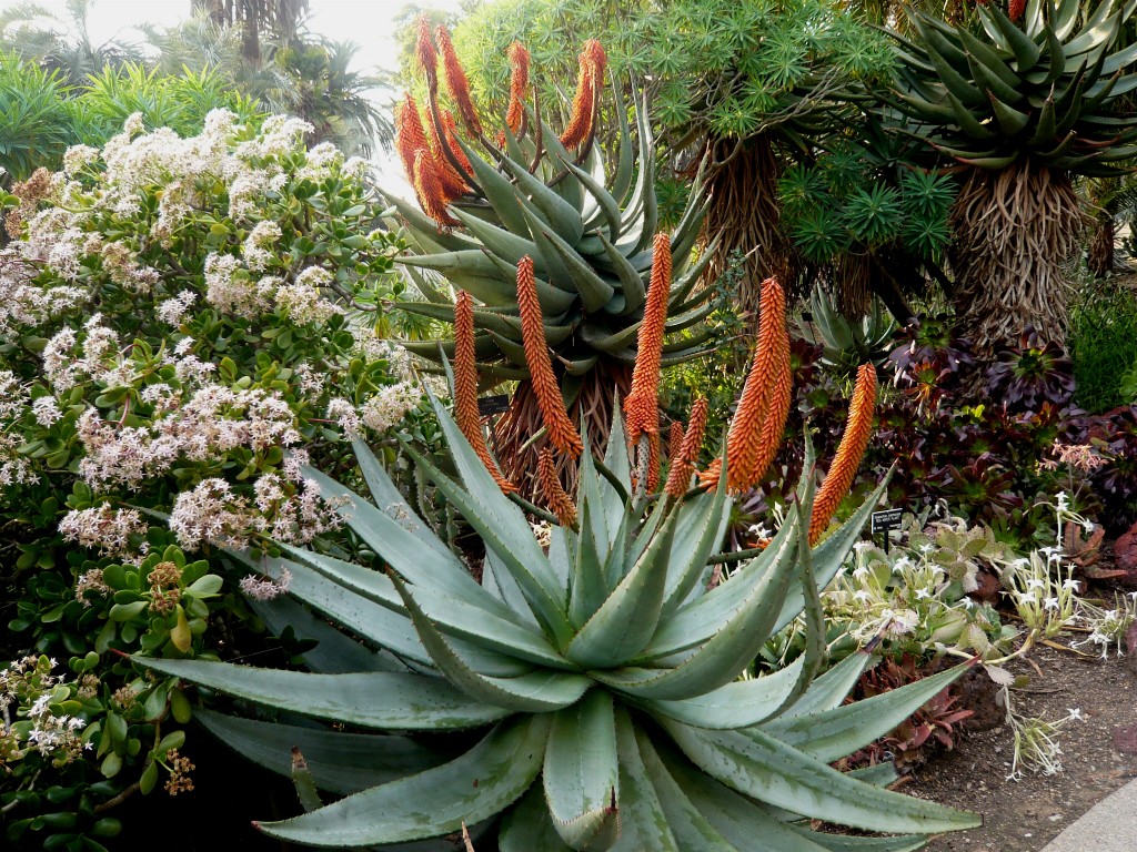 aloe-ferox-dimagrimento
