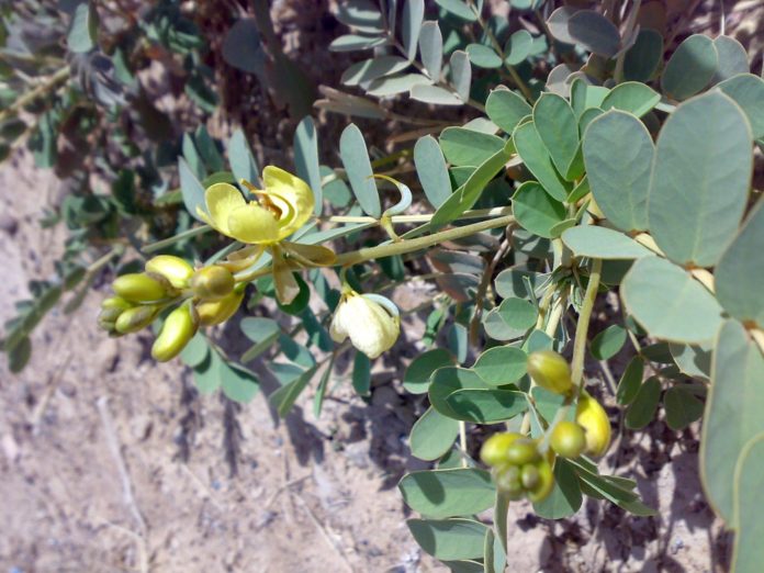cassia-benefici-stitichezza cassia-benefici-stitichezza