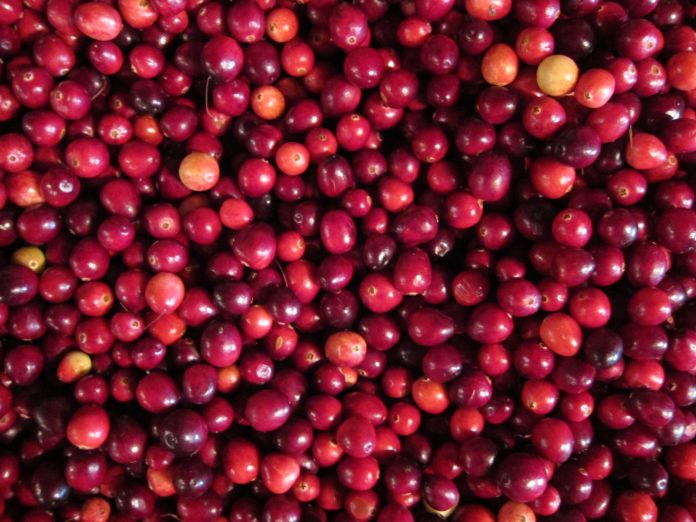 mirtillo-rosso-benefici mirtillo-rosso-benefici