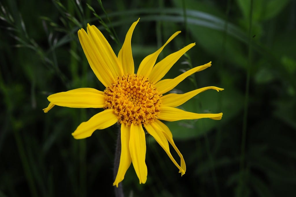 arnica-compositum-montana