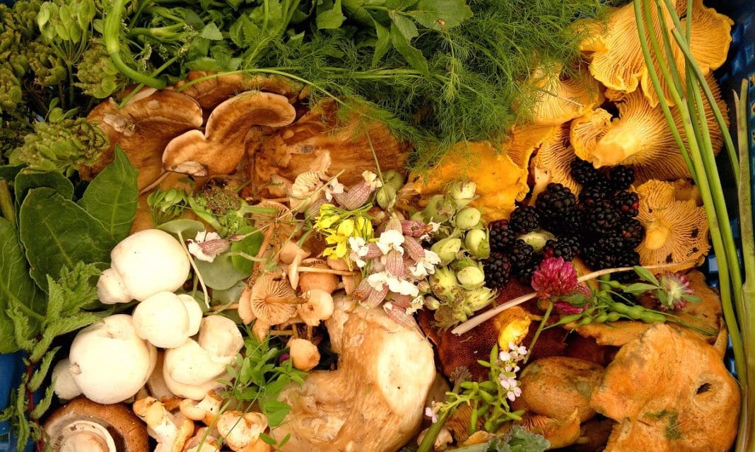 foraging