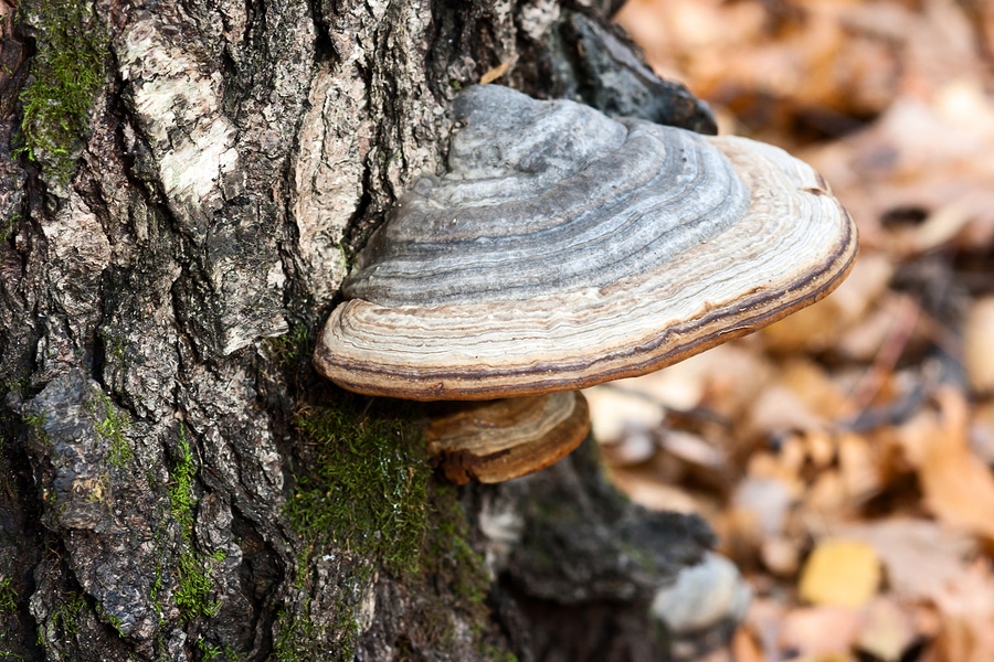 fungo chaga