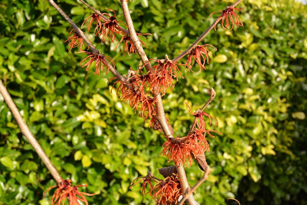 hamamelis-circolazione