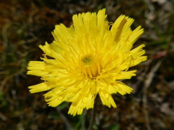 pilosella-diuretico naturale