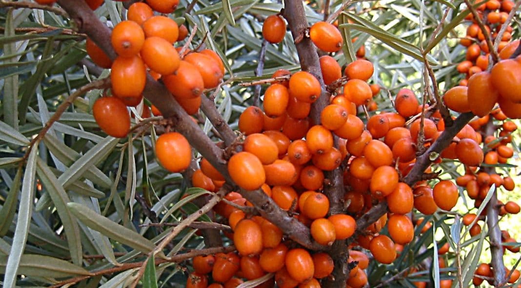olivello-spinoso olivello-spinoso