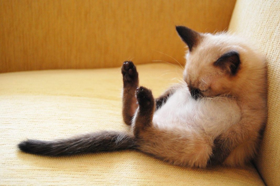 gatto assonnato