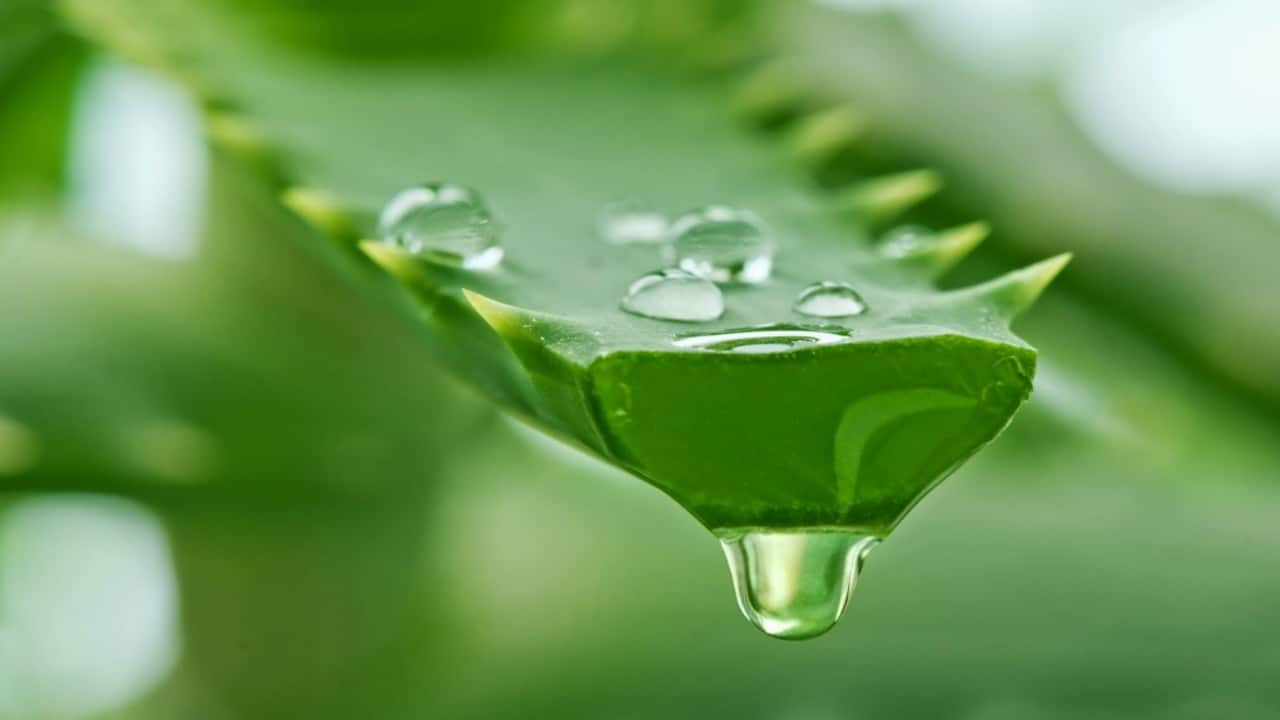 aloe vera gel fatto in casa