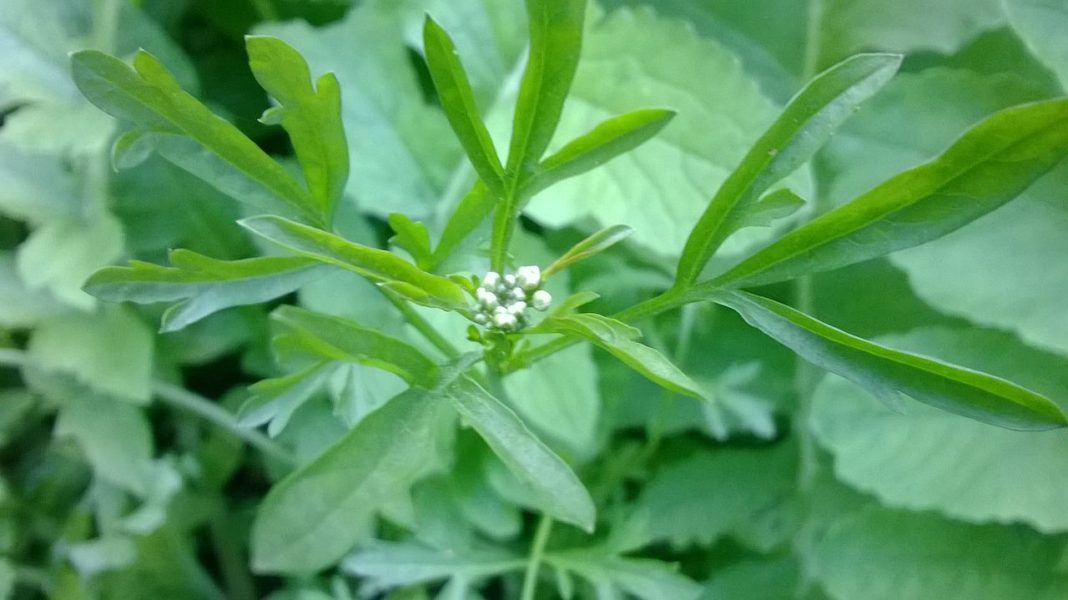 crescione erba