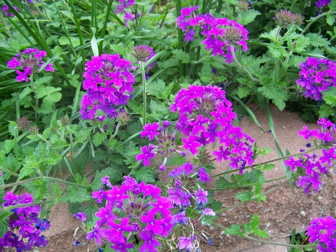 verbena