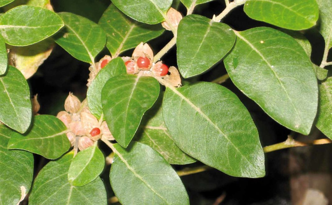 ashwagandha