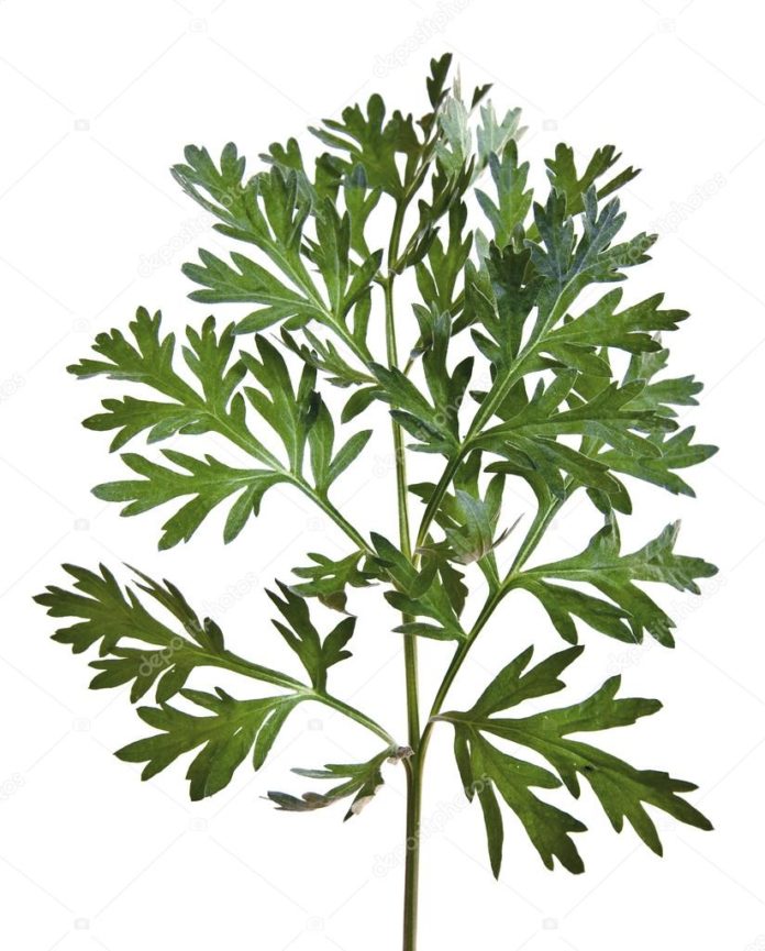 artemisia artemisia
