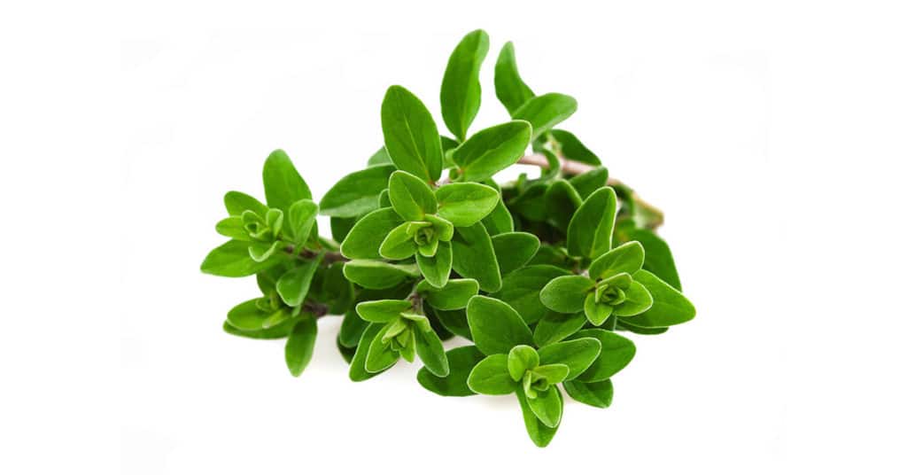 Galleria foto 'ERBE AROMATICHE bellissime sul balcone? E’ FACILE e puoi farlo anche tu!' - foto 3