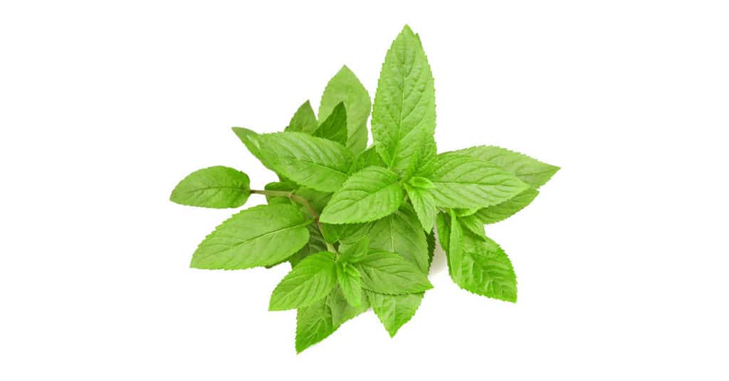 Galleria foto 'ERBE AROMATICHE bellissime sul balcone? E’ FACILE e puoi farlo anche tu!' - foto 8