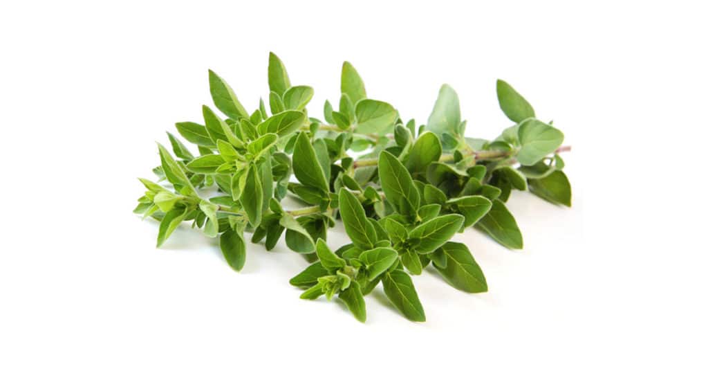 Galleria foto 'ERBE AROMATICHE bellissime sul balcone? E’ FACILE e puoi farlo anche tu!' - foto 4