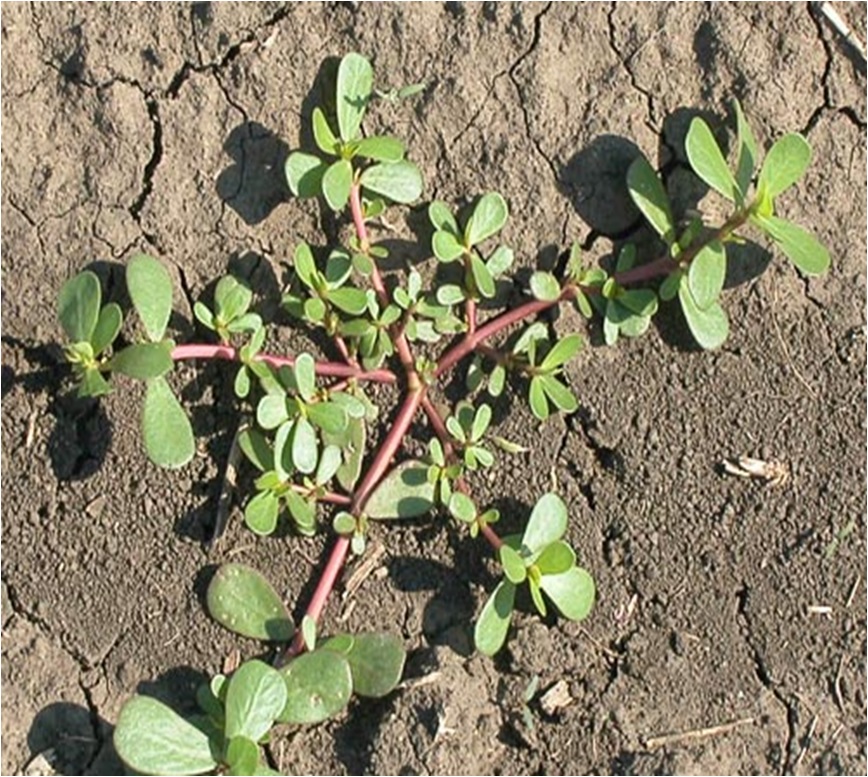 portulaca