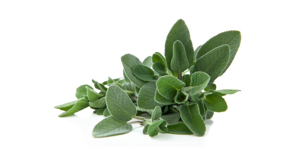 Galleria foto 'ERBE AROMATICHE bellissime sul balcone? E’ FACILE e puoi farlo anche tu!' - foto 5