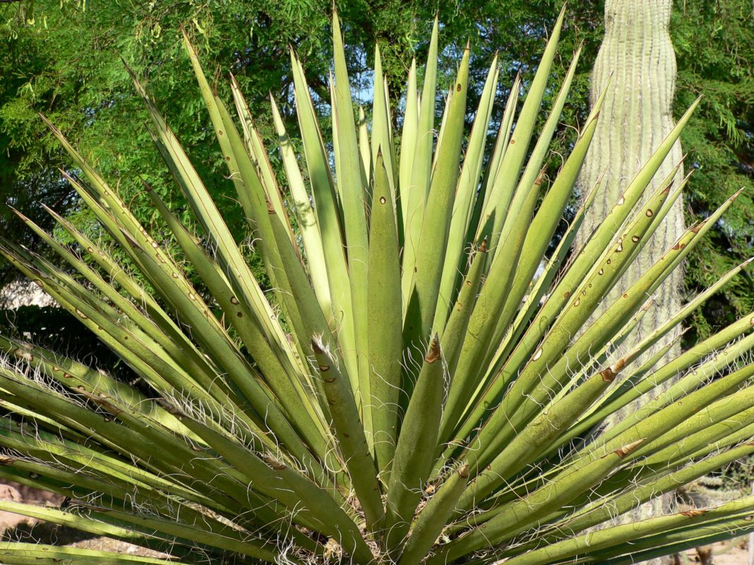 yucca