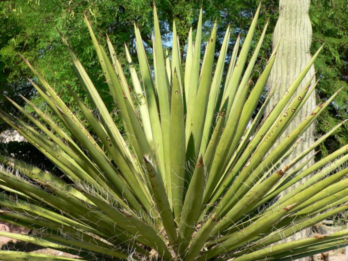 yucca yucca