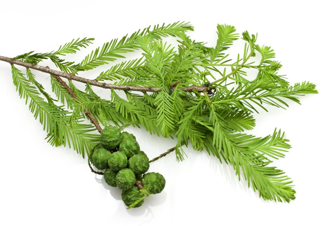 olio essenziale di cipresso