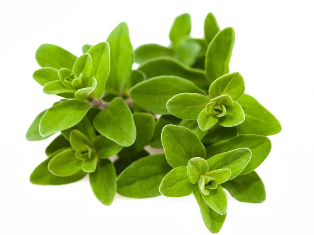 olio essenziale di maggiorana