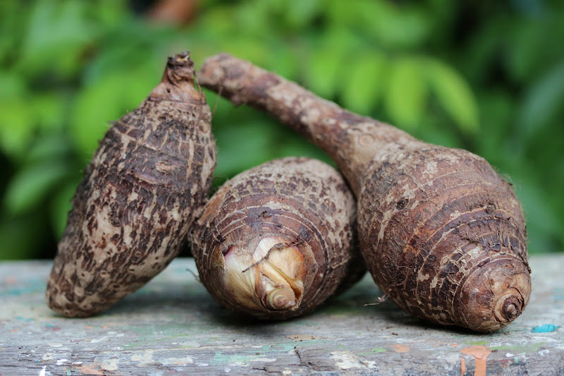 taro radice patata