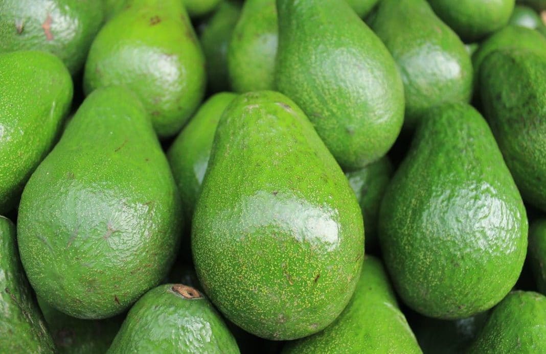 avocado