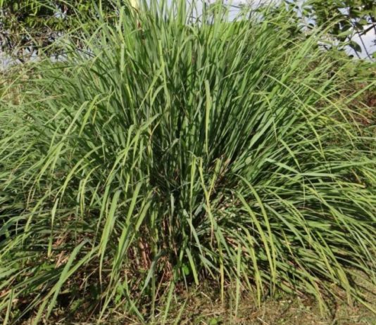 citronella