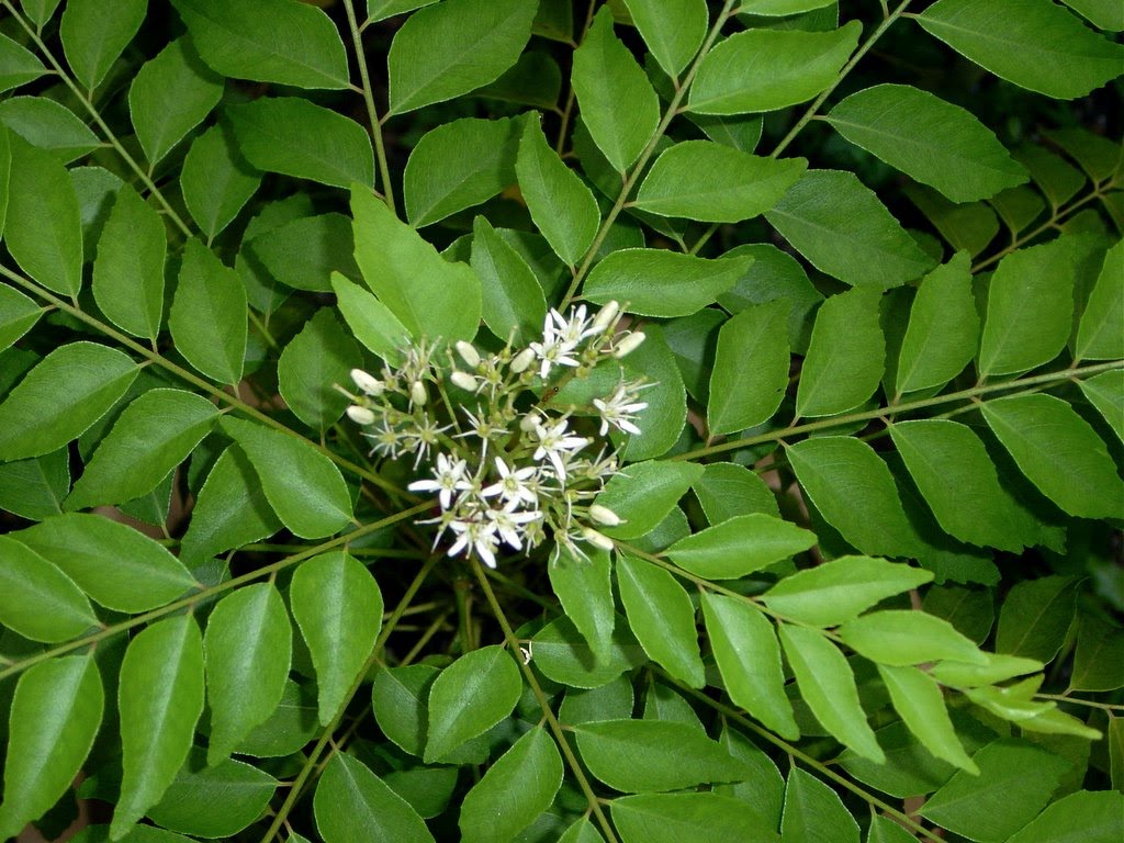 foglie di curry