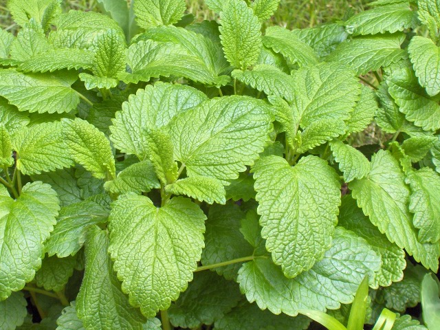 melissa officinalis