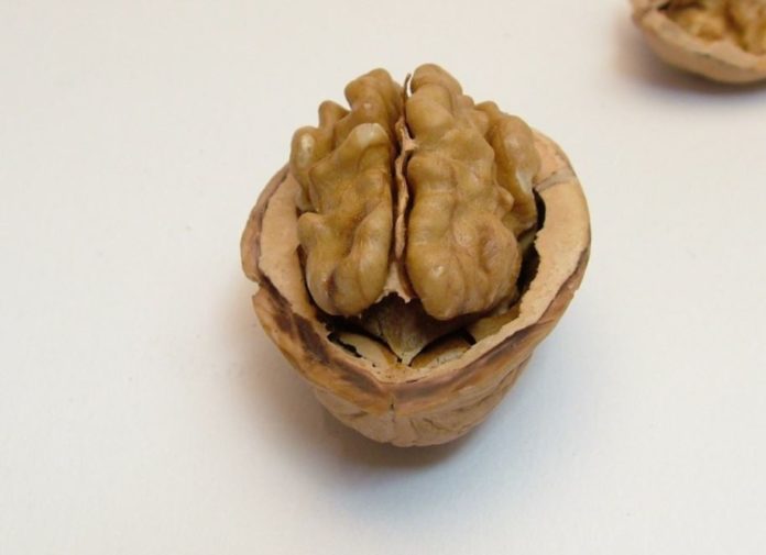 noci cervello noci cervello